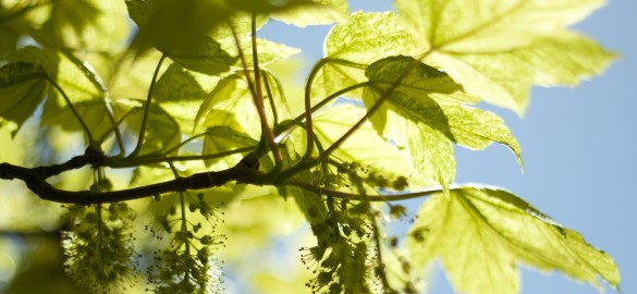 Skira ljusgröna vår-löv i solen