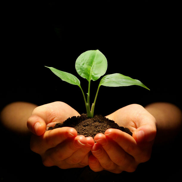 Illustrationsbild: händer som håller i en grön liten växt i lite jord