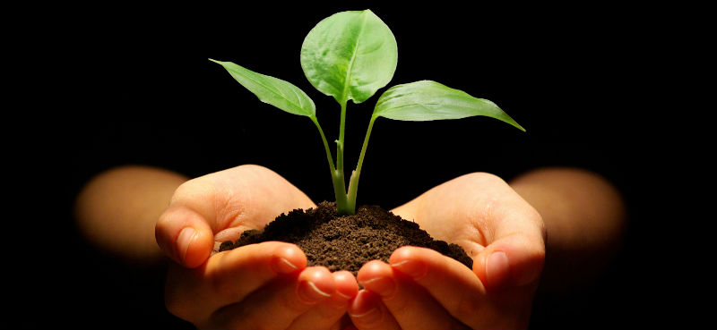 Illustrationsbild: händer som håller i en grön liten växt i lite jord