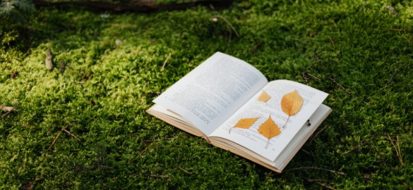 Uppfläkt bok i grön mossa i skogen